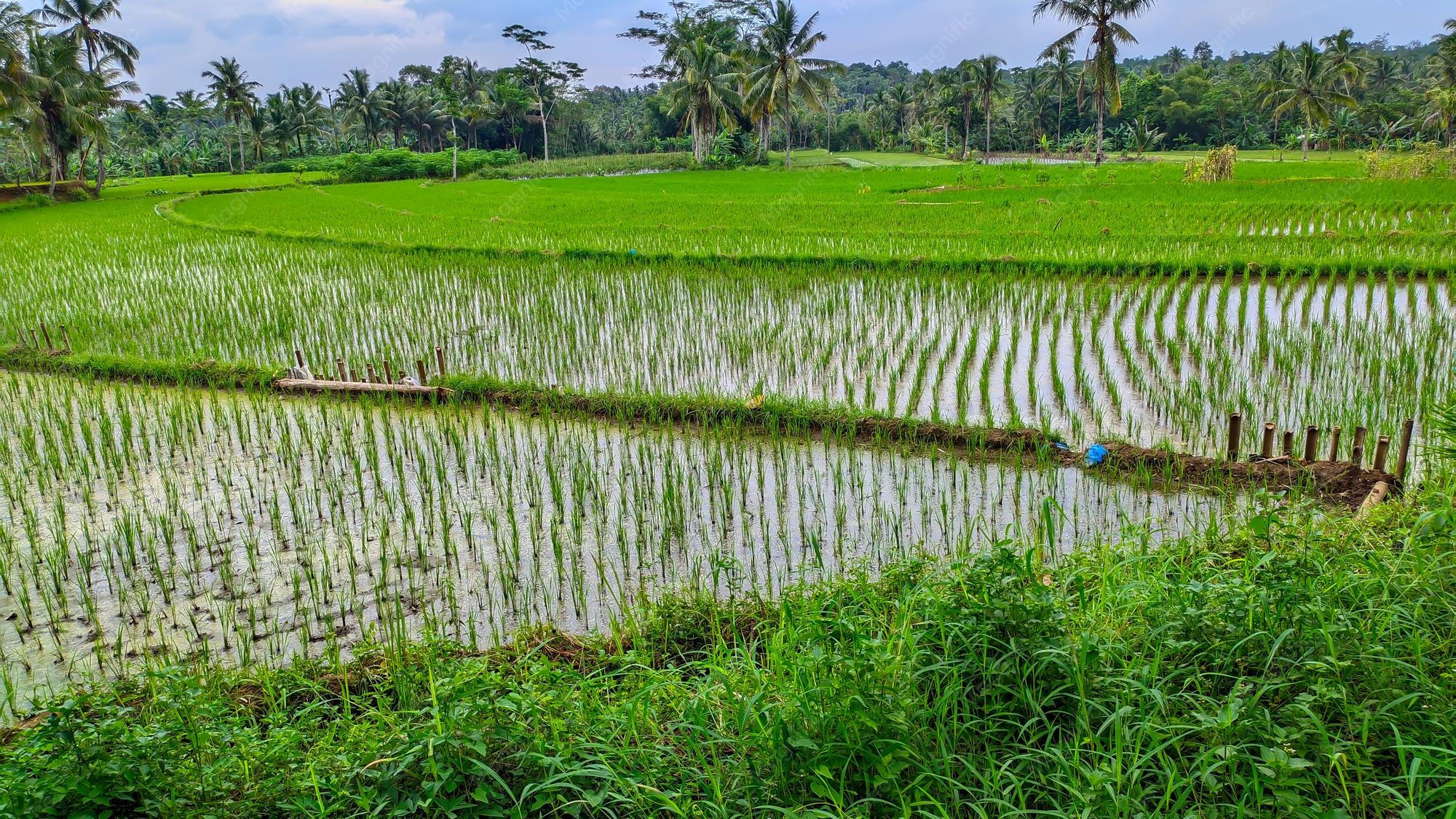 Menggali Potensi Pertanian Blitar: Padi, Kakao, dan Cengkeh Unggulan