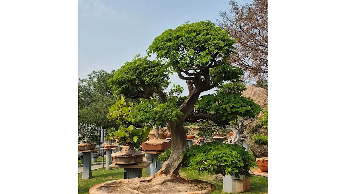 Menggali Seni Bonsai di Tangan Milton Chang: Transformasi dari Bibit Hingga Masterpiece