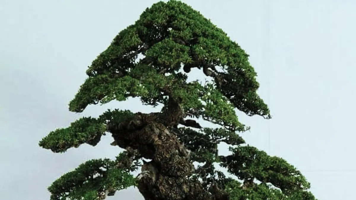 Menggali Seni Bonsai Santigi: Teknik Penataan Akar di Atas Batu