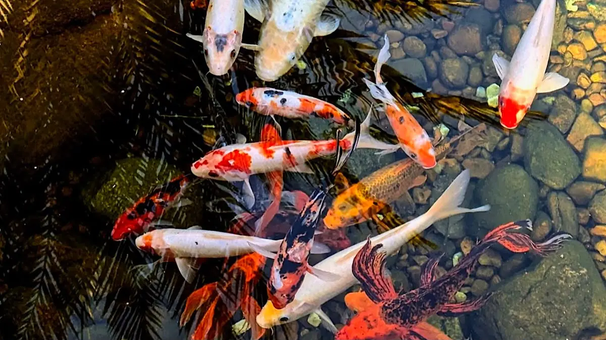 Mengintip Kehebatan Koi Champion: Kunjungan Irfan Hakim ke Samurai Koi Center