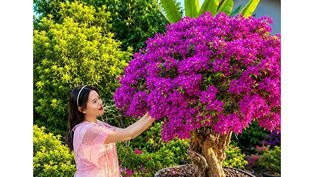 Mengungkap Keistimewaan Bonsai Bugenvil Singapore: Dari Stek Sederhana Menjadi Karya Seni Seharga Rp17 Juta