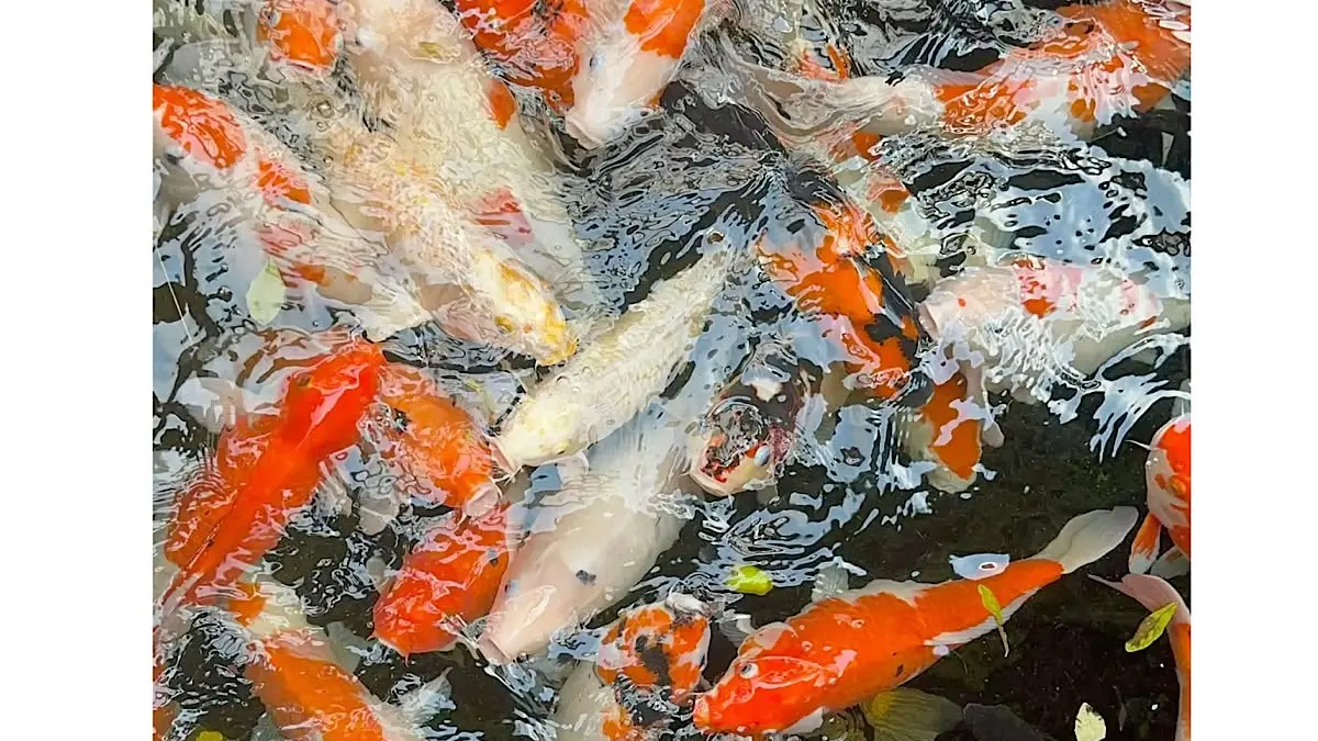 Mengungkap Rahasia Harga Ikan Koi: Kualitas Lebih Penting dari Ukuran di Blitar
