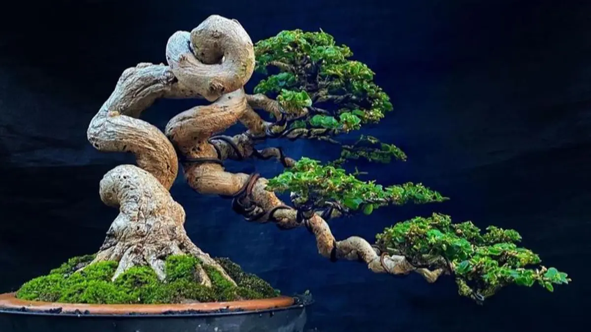 Mengungkap Rahasia Membentuk Bonsai Elm Berkualitas Bersama Milton Chang untuk Masyarakat Blitar