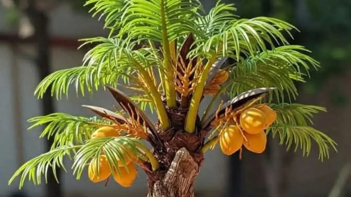 Menikmati Keindahan Bonsai Kelapa, Panduan Praktis untuk Masyarakat Blitar