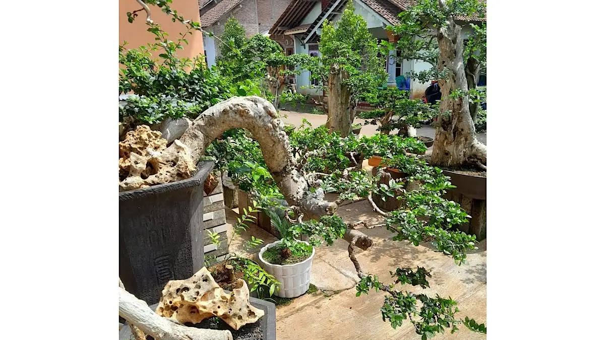 Menjelajahi Keindahan Bonsai Serut di Pameran Nasional Jember 2024: Dari Hutan Mini hingga Kelas XXL