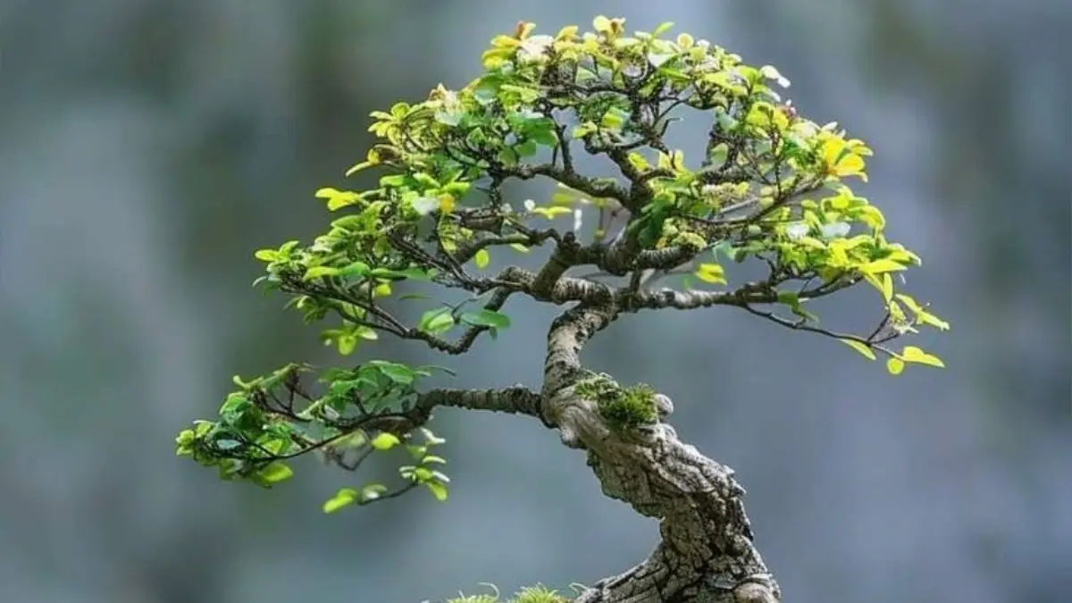 Menyelami Dunia Bonsai Serut di Tuban: Koleksi Berkualitas untuk Kontestan Pameran