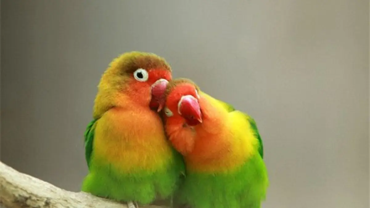 Om Hami Berbagi Tips Perawatan Lovebird Dun Betina untuk Produksi Telur yang Optimal