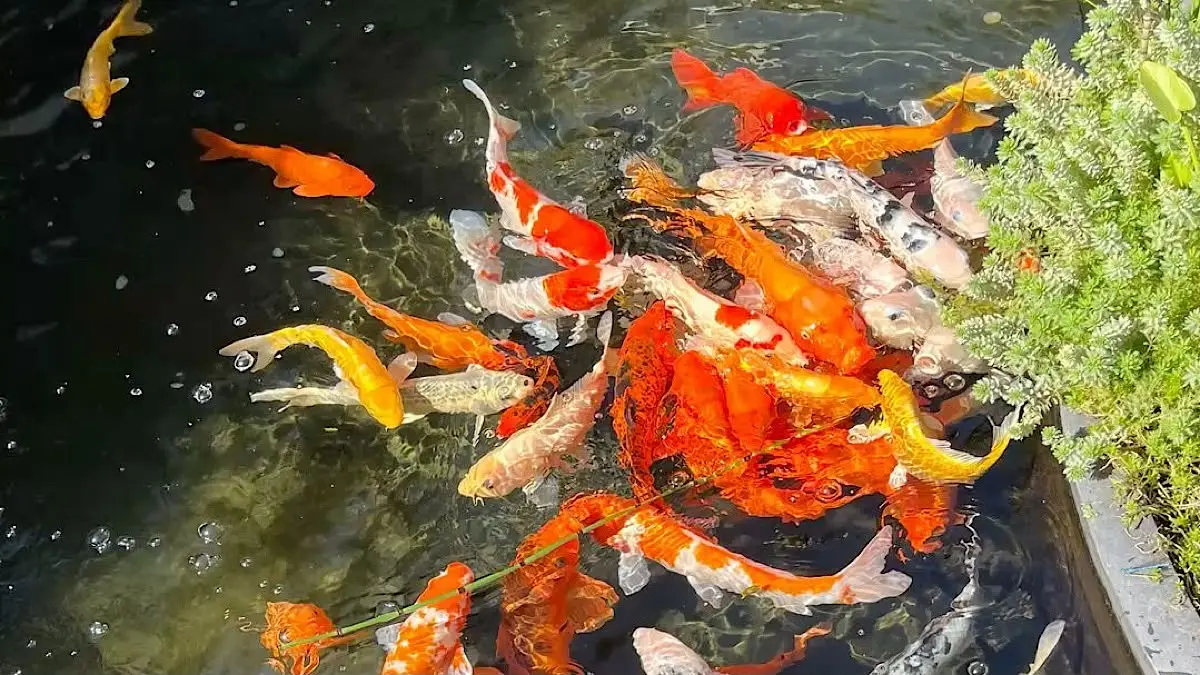 Pakan Mega Jumbo Koi Tingkatkan Pertumbuhan Ikan Koi di Blitar, Sanke Naik 8 Cm dalam Dua Bulan