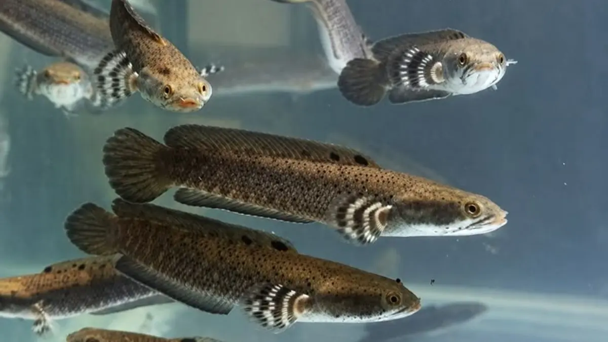 Panduan Komprehensif Memelihara Ikan Channa bagi Penghobi di Blitar