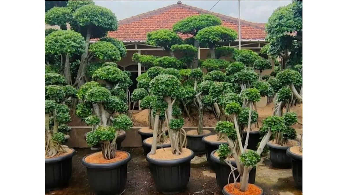 Panduan Lengkap Membentuk Bonsai Beringin Dolar bagi Pemula di Blitar