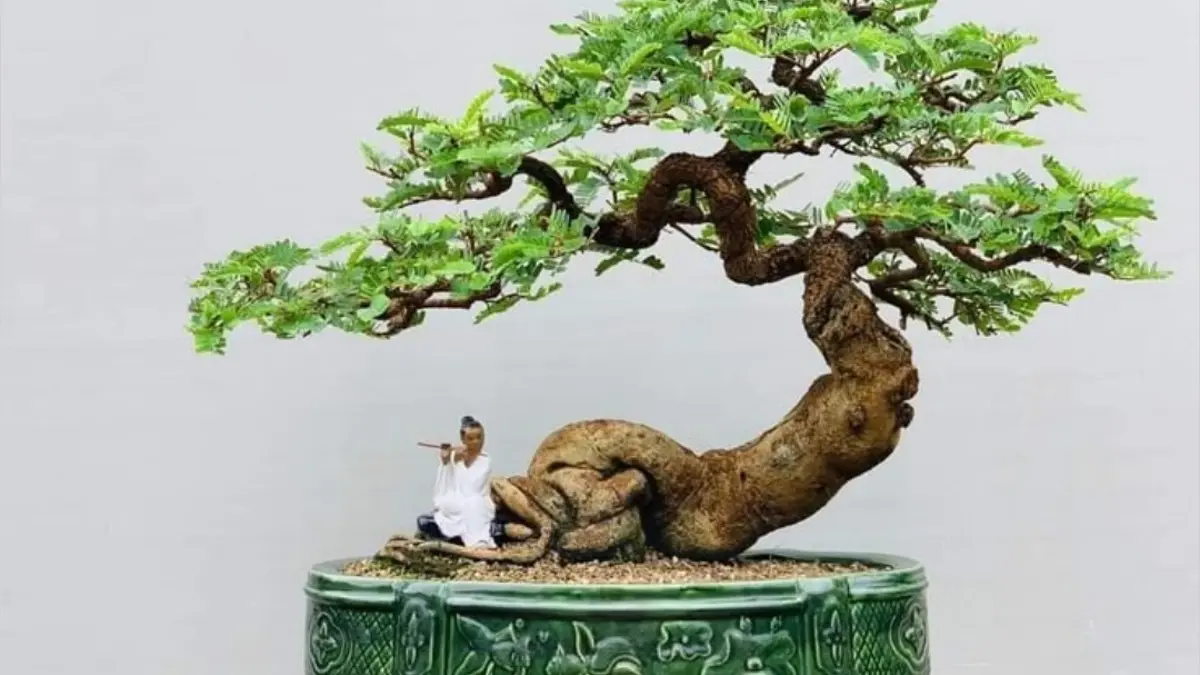 Panduan Lengkap Membuat Bonsai Asem Jawa Bagi Pemula di Blitar