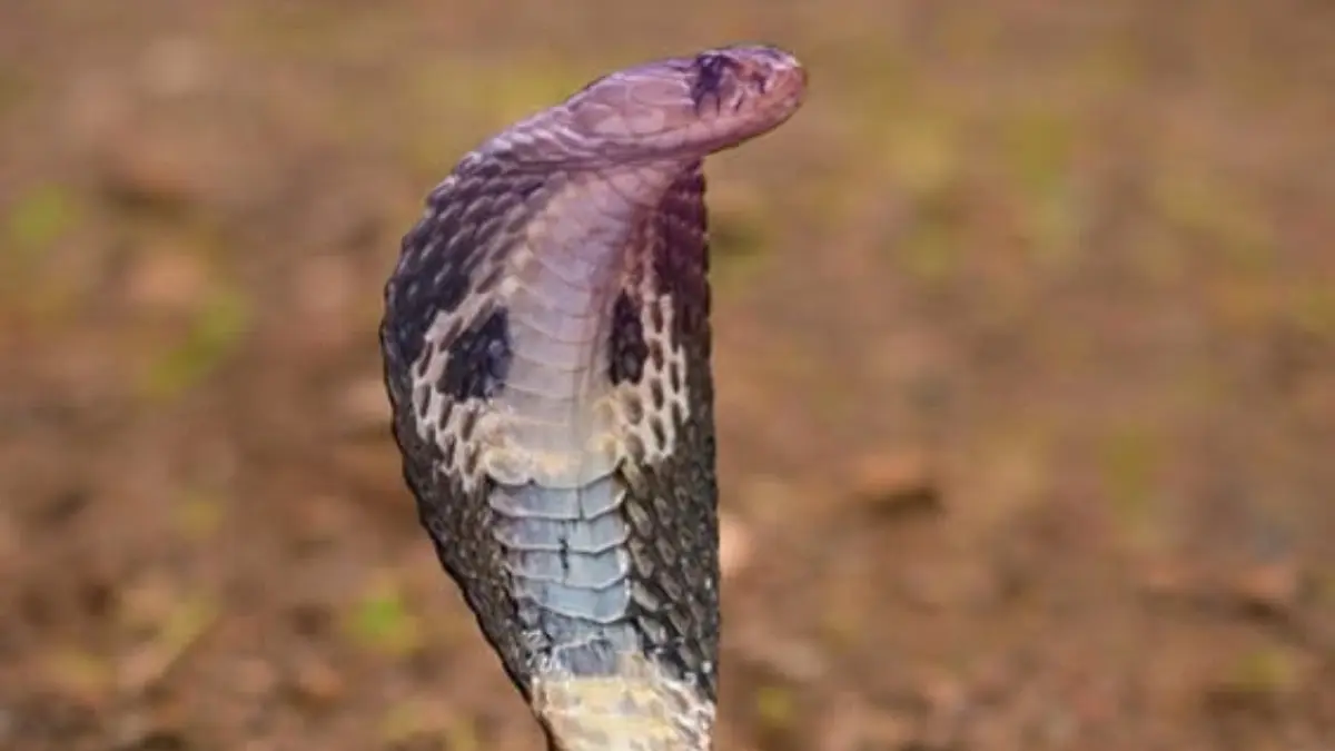Panduan Lengkap Memelihara Reptil bagi Pemula di Blitar: Tips dan Trik untuk Kesehatan yang Optimal