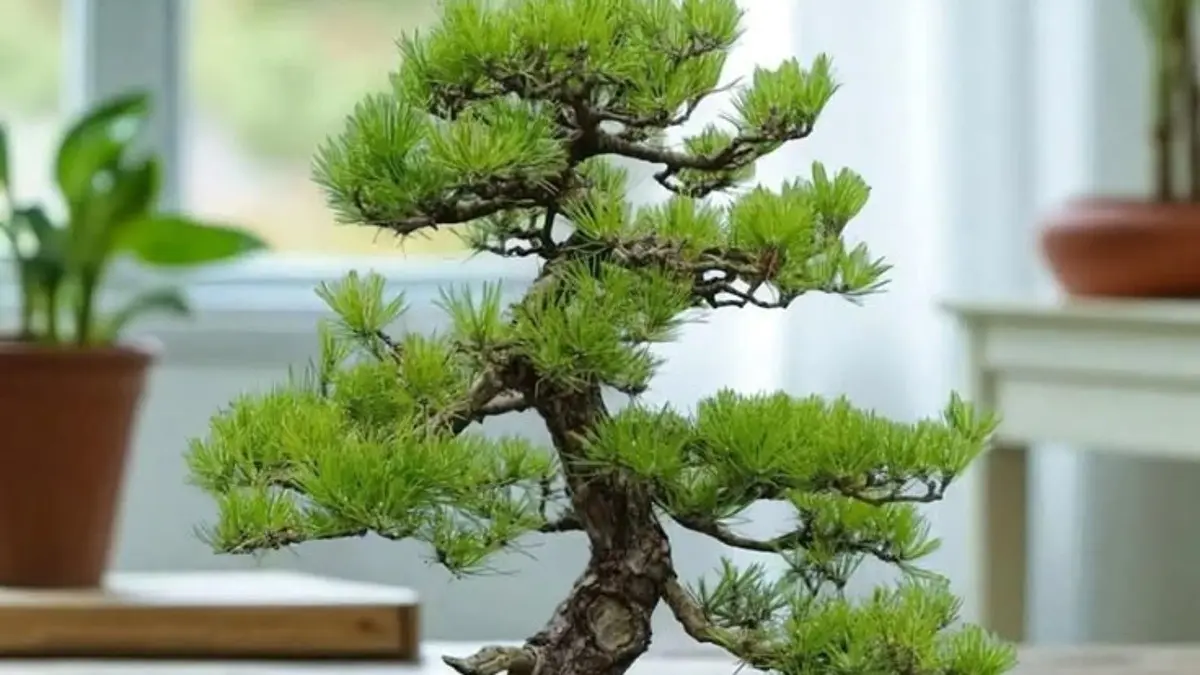 Panduan Lengkap Merawat Bonsai: Hindari Tiga Kesalahan Umum
