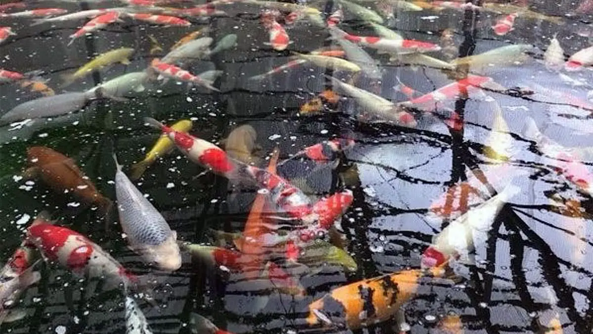 Panduan Lengkap Merawat Ikan Koi untuk Pemula di Blitar: Habitat Ideal dan Cara Deteksi Penyakit