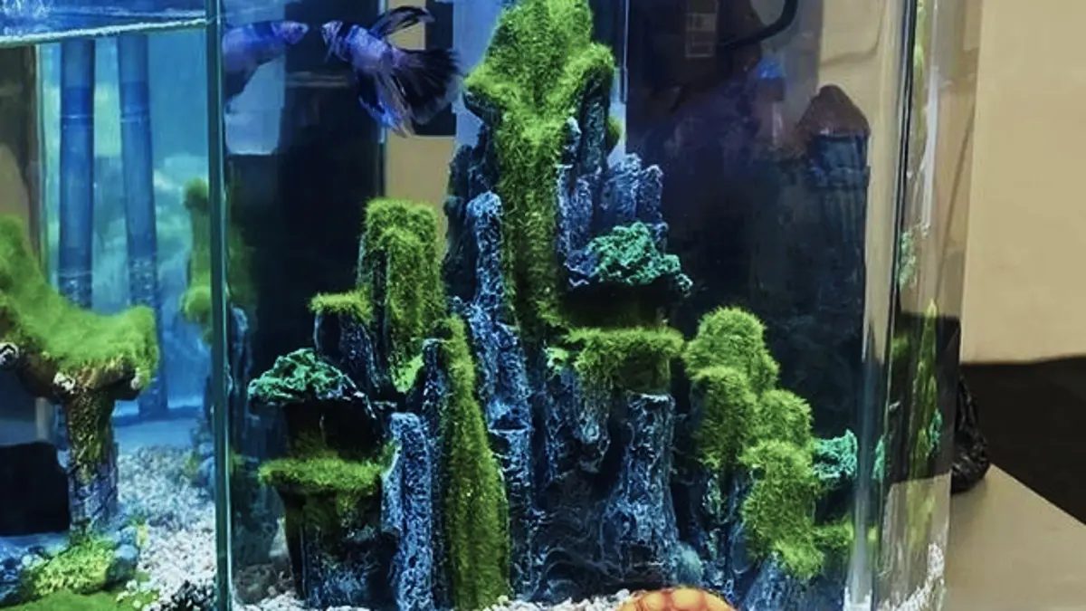 Panduan Lengkap Setup Akuarium Aquascape untuk Pemula di Blitar