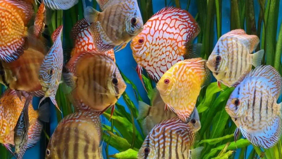 Panduan Lengkap Ternak Ikan Discus: Dari Penjodohan Hingga Perawatan Anakan