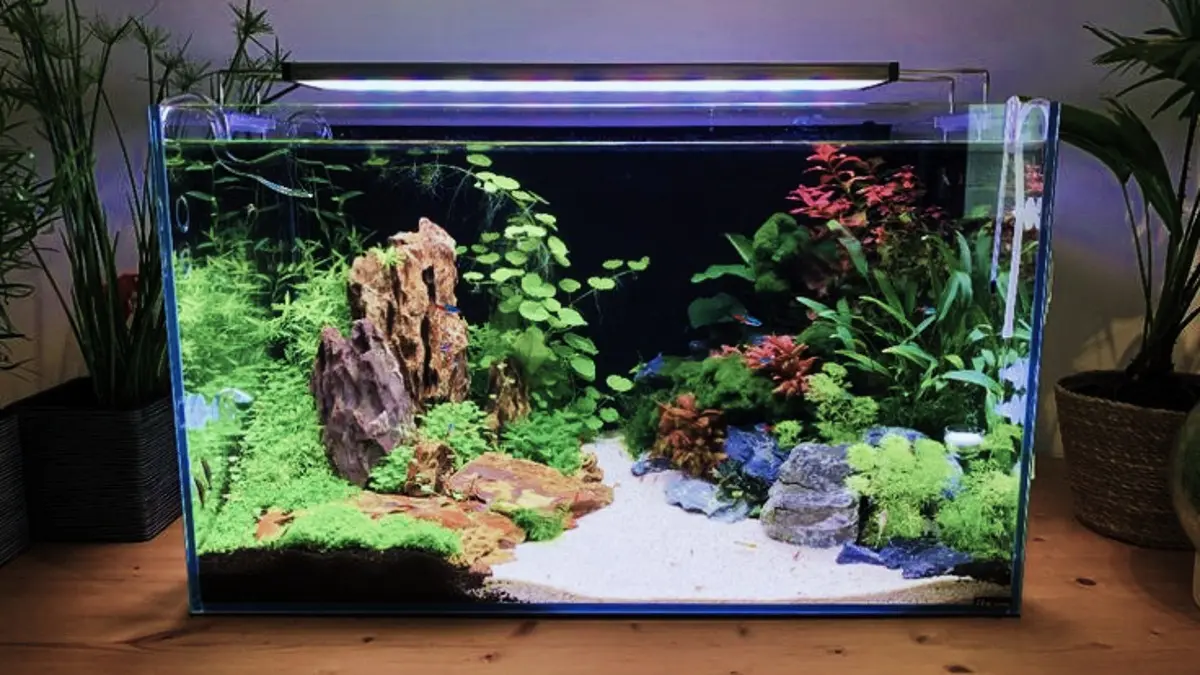 Panduan Membuat Aquascape Minimalis: Memanfaatkan Batu Sungai dan Tanaman Kadaka