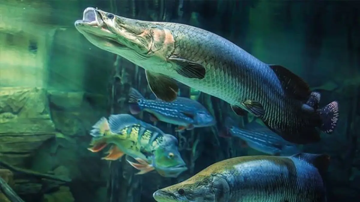 Panduan Memelihara Ikan Predator untuk Pemula di Blitar: Tips Penting yang Harus Diketahui