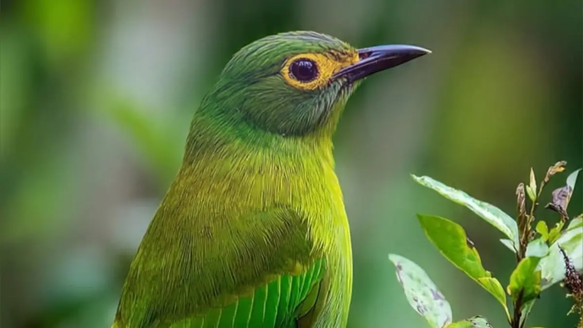 Panduan Memilih Burung Kicau Ideal untuk Pemula di Blitar