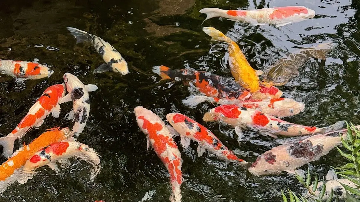 Panduan Memilih Ikan Koi Kohaku Berkualitas: Lebih dari Sekadar Corak
