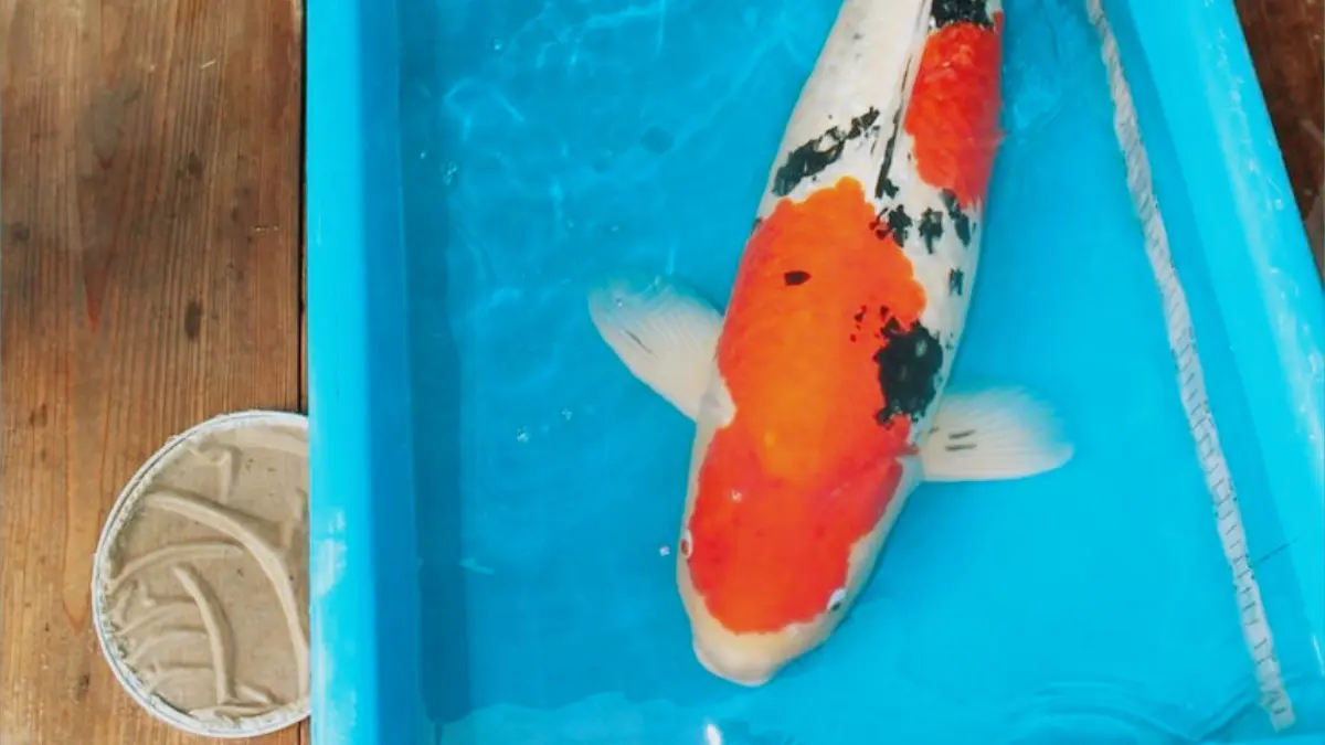 Panduan Memilih Koi Jumbo Berkualitas bagi Pemula: Menguak Rahasia Pola Warna dan Kesehatan Bodi