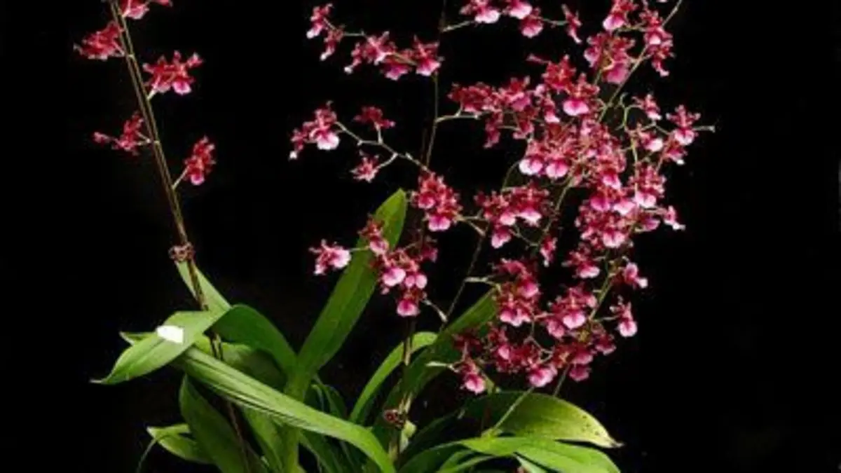 Panduan Merawat Anggrek Oncidium agar Tumbuh Optimal di Blitar