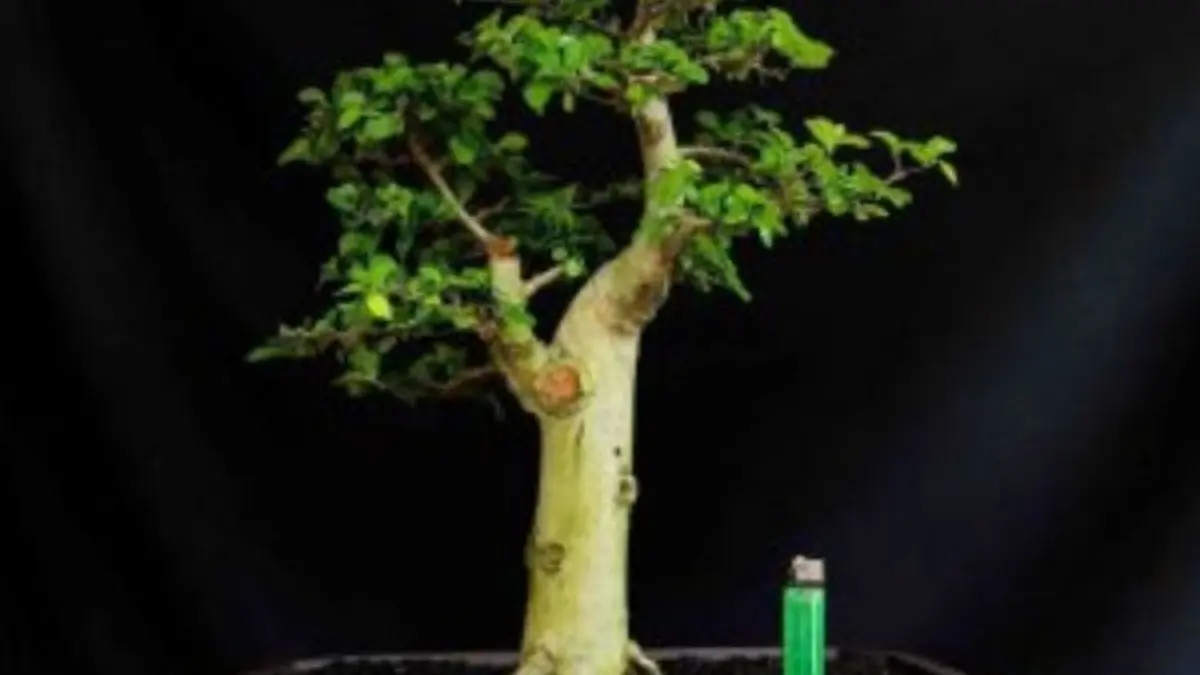 Panduan Merawat Bonsai Serut: Ganti Media Tanam dan Atasi Daun Kuning dengan Mudah