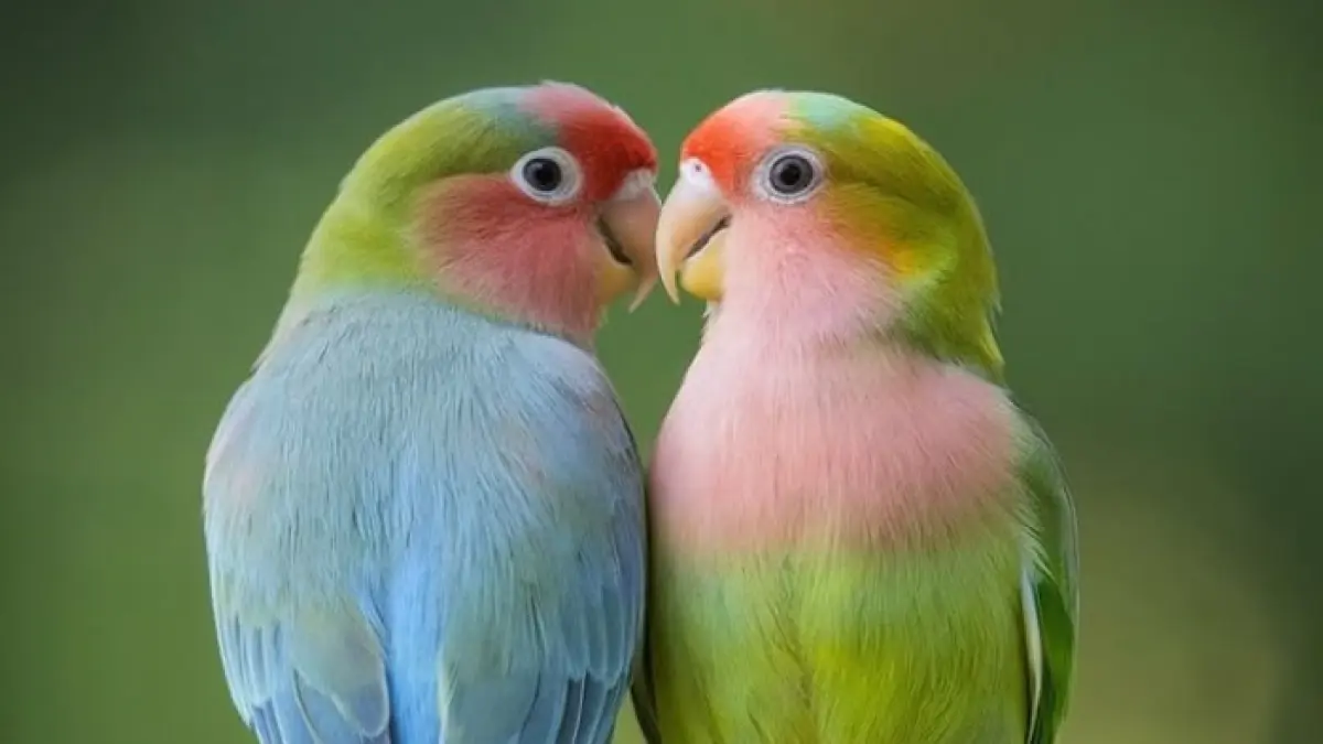 Panduan Optimal Merawat Lovebird Pasca Panen di Blitar: Tips dari Om Hami