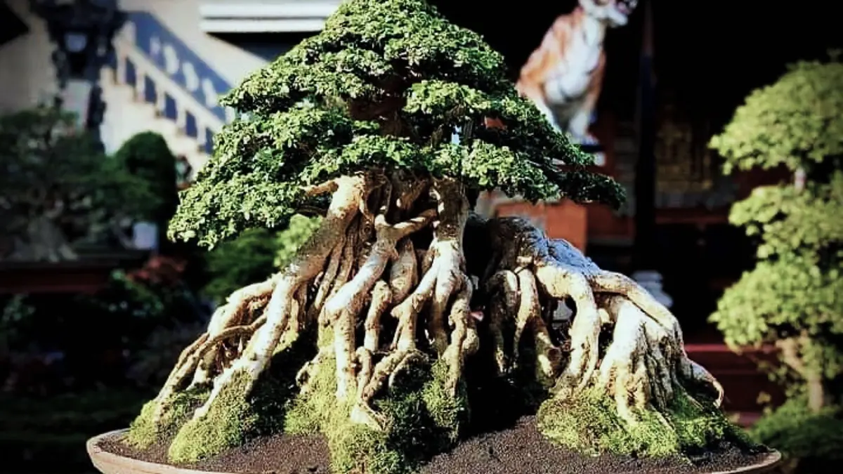 Panduan Pemula: Cara Mengelola Bonsai Serut yang Menghasilkan Banyak Cabang