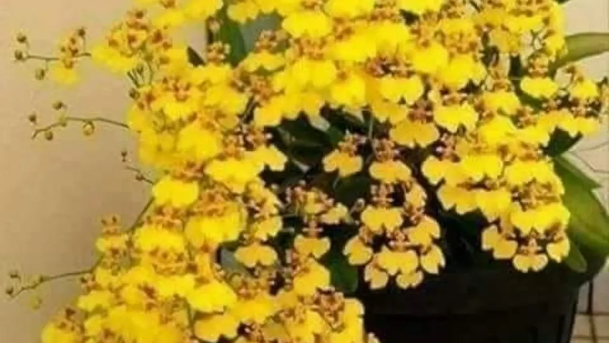 Panduan Perawatan Anggrek Oncidium: Tips untuk Menjaga Kesehatan Tanaman Anda di Blitar