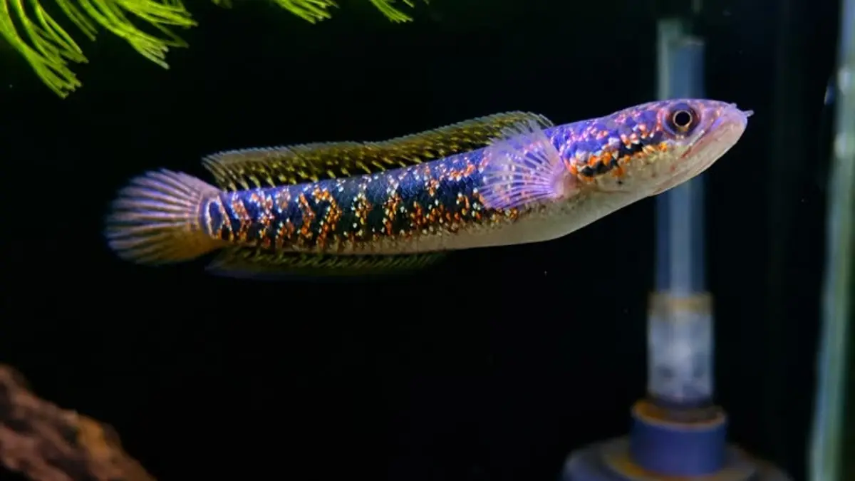 Panduan Perawatan Ikan Channa untuk Penghobi di Blitar: Jaga Kesehatan dan Kenyamanan Ikan Hias Anda