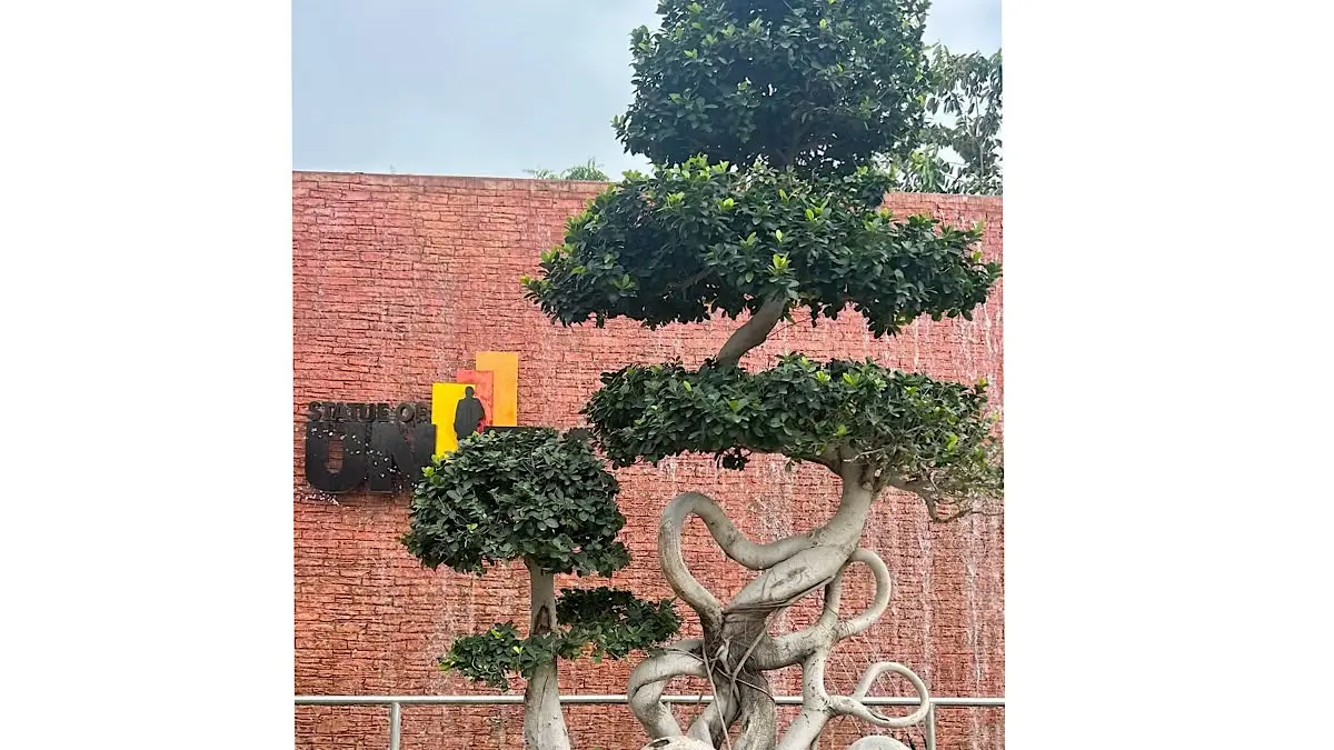 Panduan Praktis Membuat Bahan Bonsai Beringin Lokal untuk Pemula di Blitar