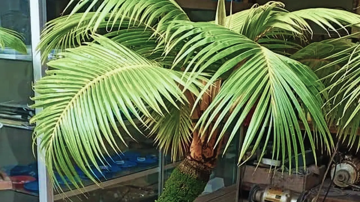Panduan Praktis Membuat Bonsai Kelapa: Menyulap Tanaman Tinggi Menjadi Karya Seni Mini