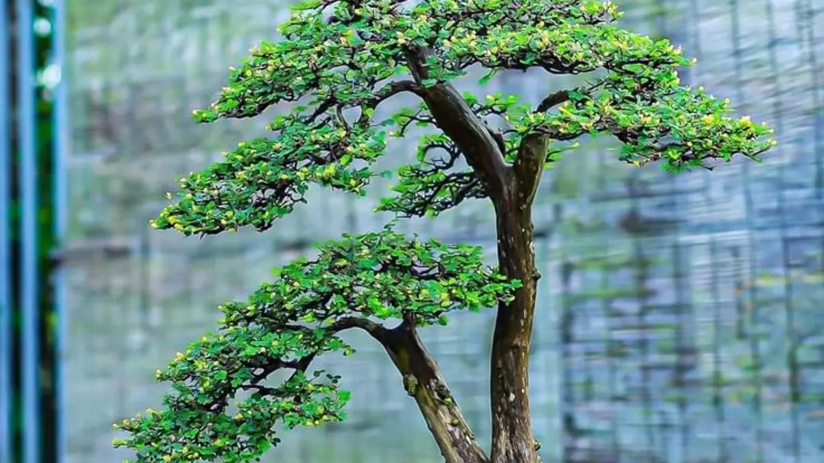 Panduan Praktis Membuat Bonsai untuk Pemula di Blitar: Lima Langkah Mudah
