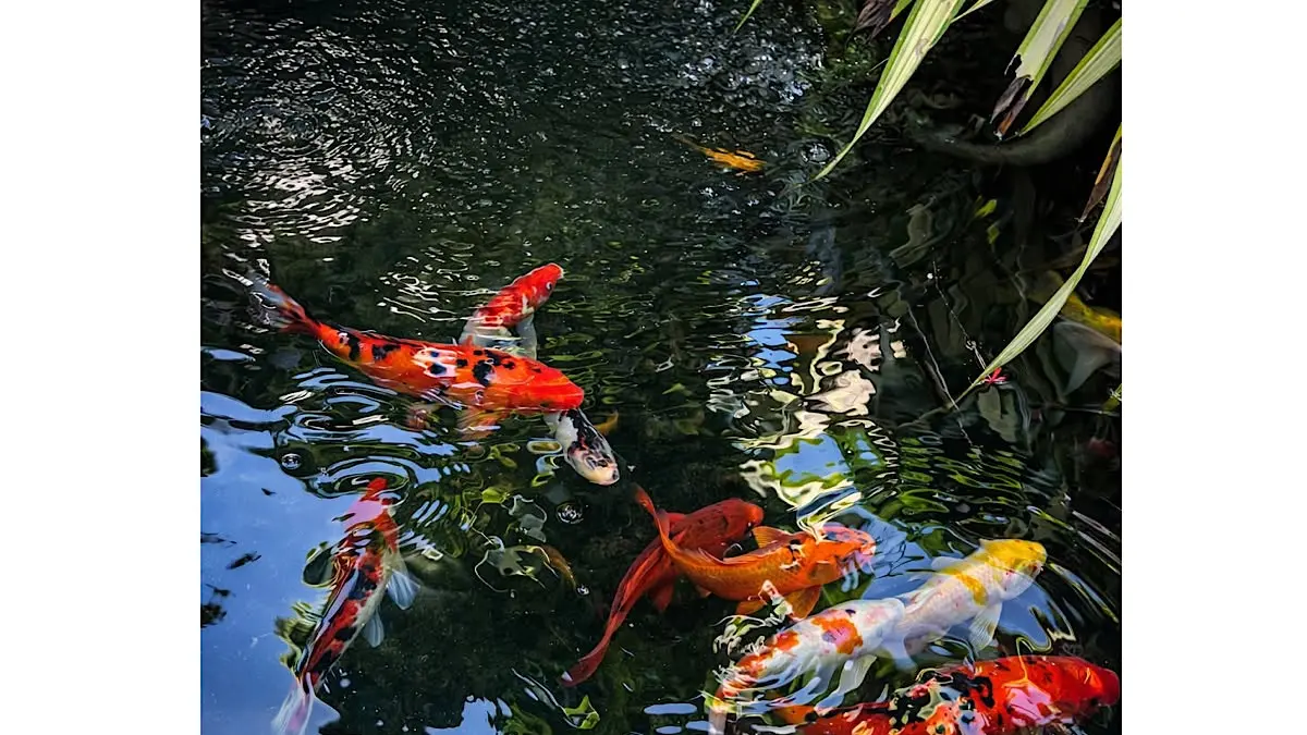 Peluang Usaha Budidaya Ikan Koi di Blitar: Potensi Keuntungan Hingga 50%