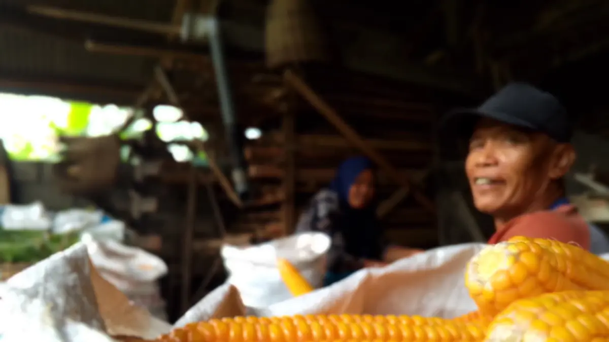Peningkatan Serapan Jagung Program SPHP di Kabupaten Blitar: Akselerasi Terus Berlanjut