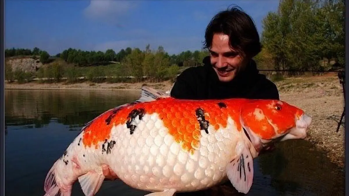 Penurunan Harga Ikan Koi di Blitar: Kesempatan Emas Bagi Kolektor dan Penggemar