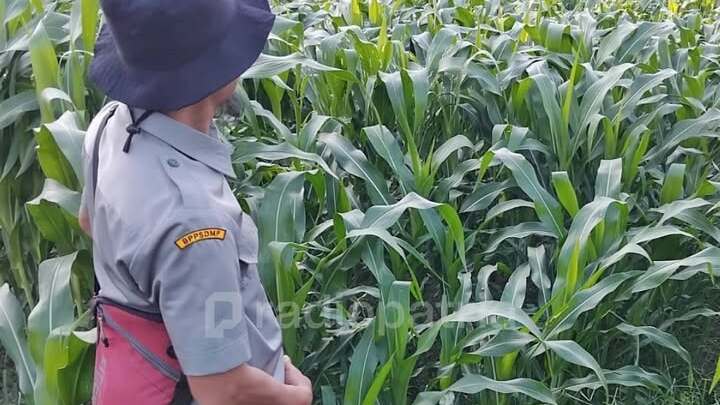 Pergeseran Pola Tanam di Kota Blitar: Jagung dan Horticultura Jadi Pilihan Utama Musim Kemarau