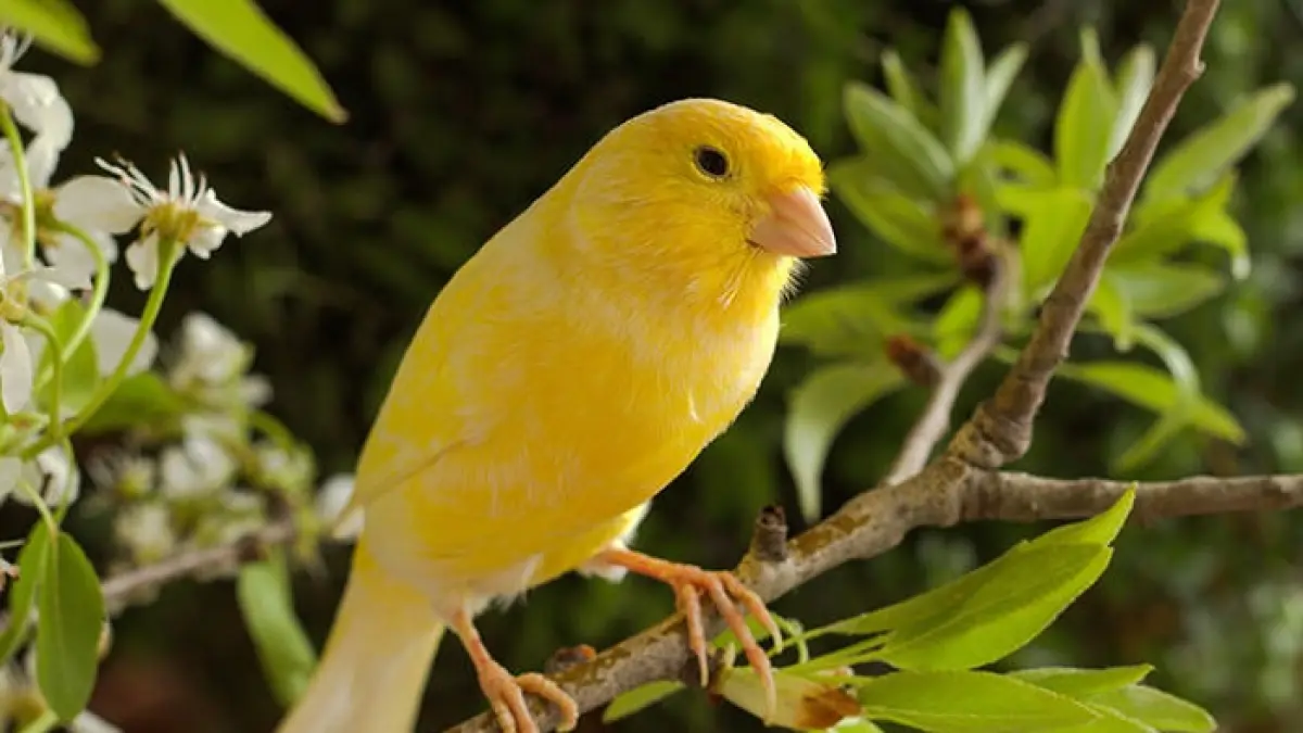 Perjalanan Mas Rudi: Dari Hobi Ternak Kenari Menjadi Usaha Menguntungkan di Blitar