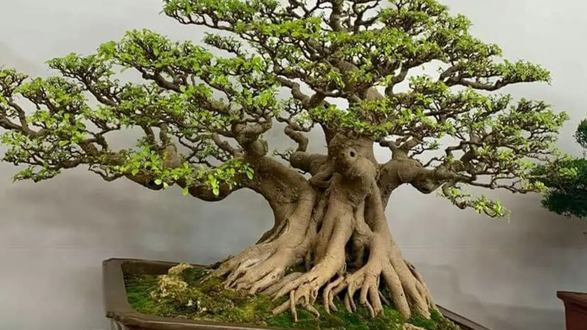 Pesona Bonsai Klampis Putih: Keindahan Alami dari Gunung Kidul