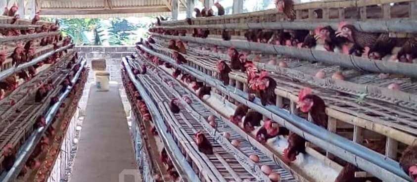 Peternak Ayam Petelur di Blitar Soroti Harga Telur yang Merosot