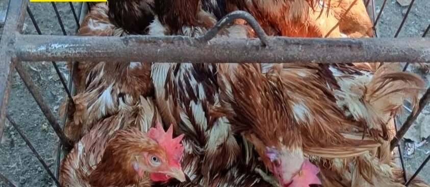 Peternak di Kanigoro Obral Ayam Afkir Seharga 100 Ribu untuk 4 Ekor