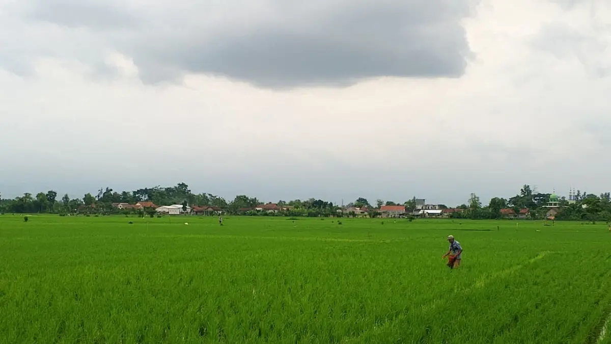 Produksi Beras Blitar Meningkat: Luas Tanam Padi Capai 19.413 Hektare hingga Mei 2026