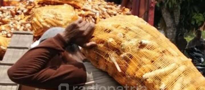 Produksi Jagung di Kota Blitar Diperkirakan Mencapai 1.068 Ton Hingga Pertengahan 2026