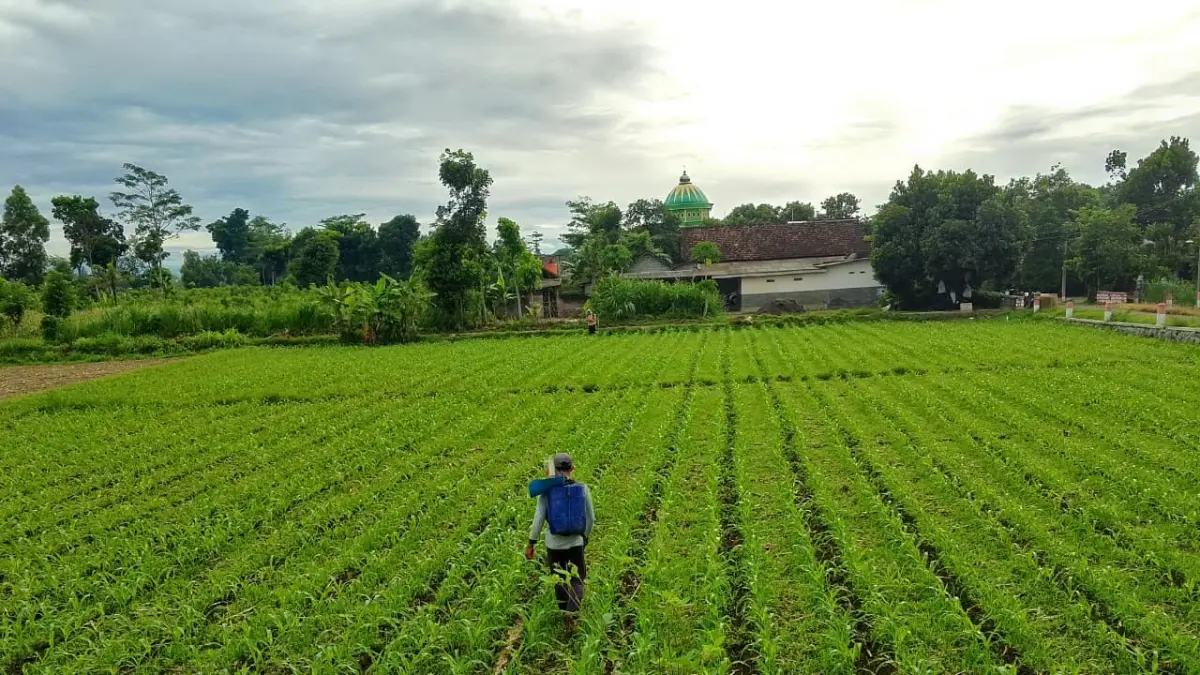 Produksi Jagung Kabupaten Blitar Mencapai 172 Ribu Ton, Mendukung Ketahanan Pangan dan Pasokan Pakan Ternak 2026