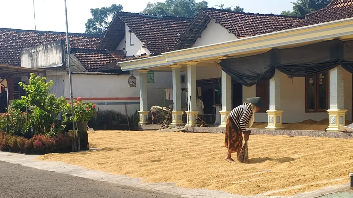 Produksi Padi Kabupaten Blitar Mencapai 187 Ribu Ton, Optimalisasi Pertanian Terus Didorong