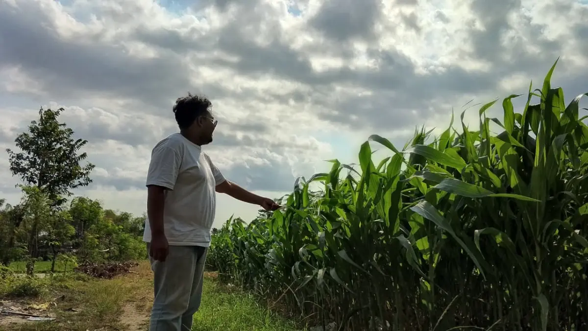 Produktivitas Jagung Kabupaten Blitar Mencapai 172 Ribu Ton, DKPP Sebut Kunci Suksesnya Hasil Panen