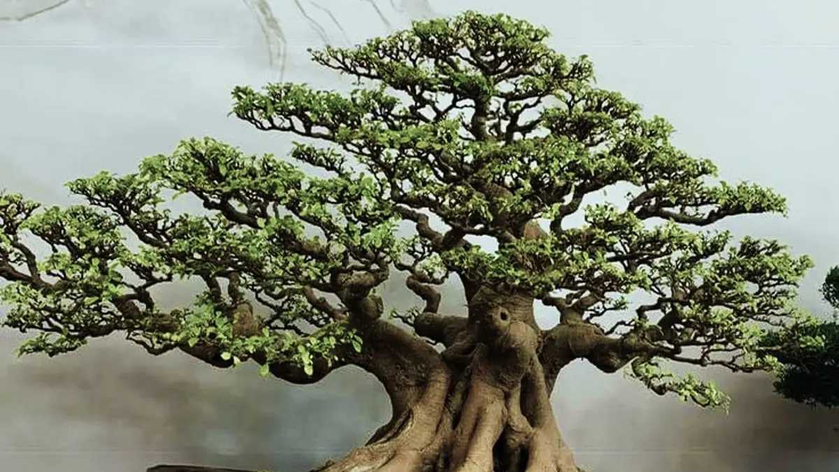 Proses Pembentukan Bonsai Kimeng dari Stek Pucuk: Menanti Karya Seni dari Alam
