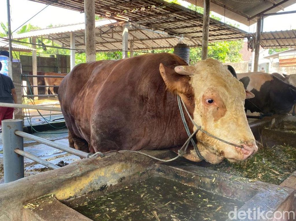 Sadewa: Sapi Limosin Berbobot 1,7 Ton Hewan Kurban Presiden Prabowo di Blitar
