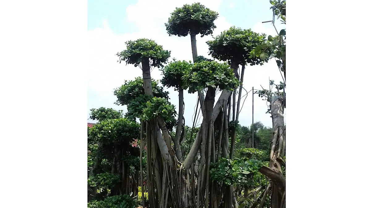 Teknik Alternatif Pengambilan Bahan Bonsai Beringin Lokal Kini Dikenal di Blitar